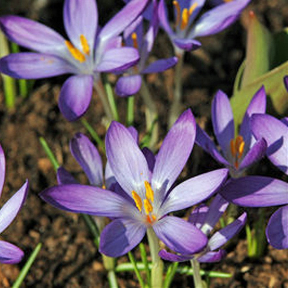 Crocus Species Whitewell Purple Humphreys Garden